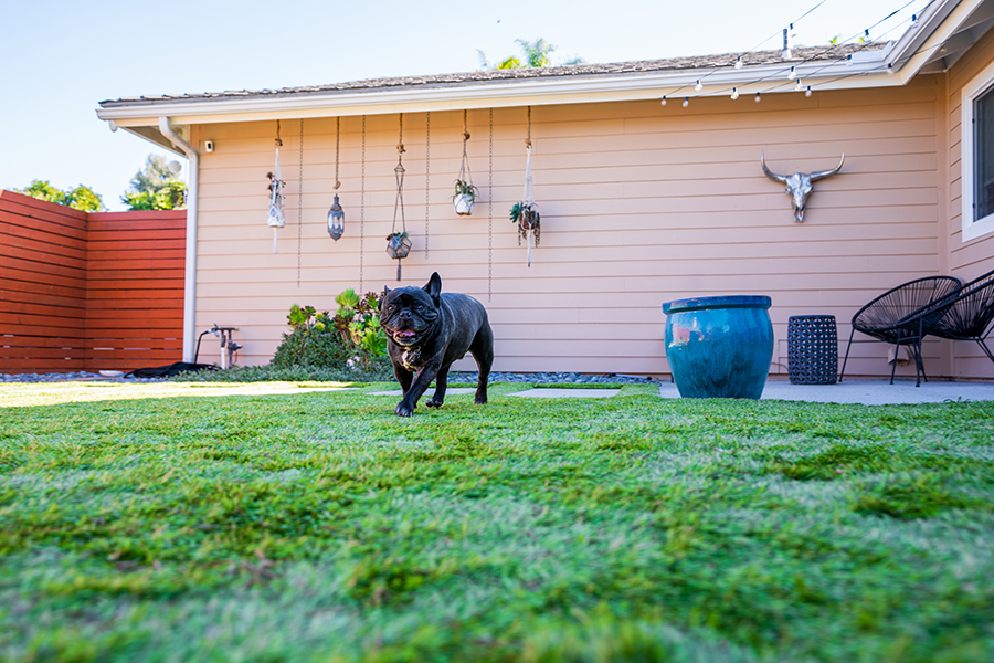 Realistic artificial grass for dogs.
