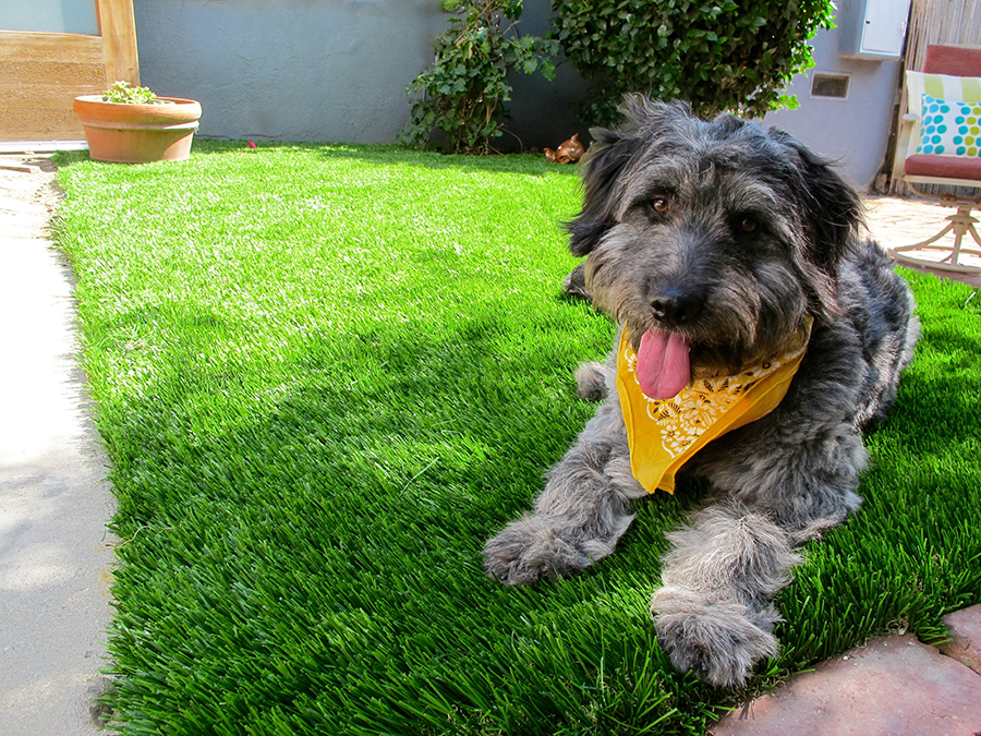 Artificial Grass Pet Run