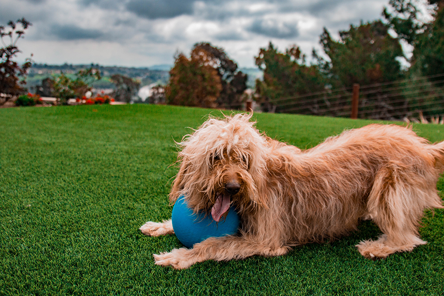 Dog playing with ball on pet turf.