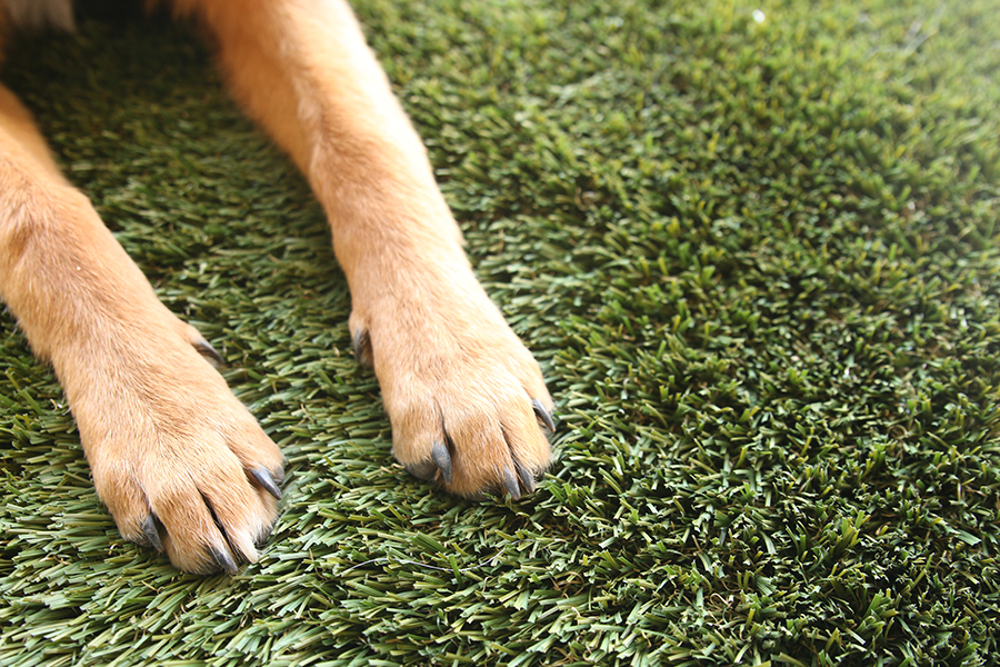 Dog paws on TigerCool pet turf.