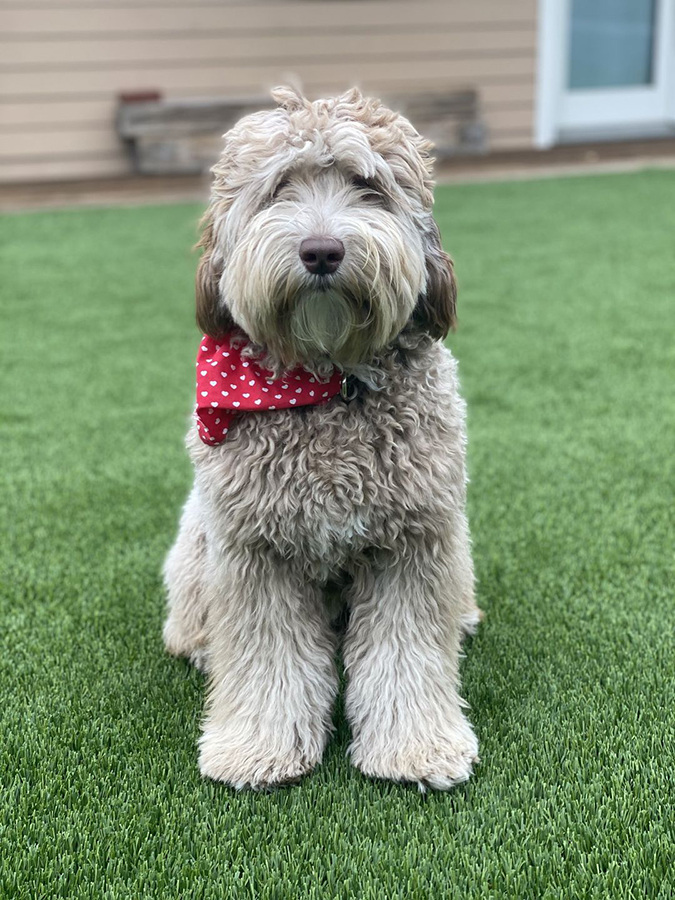 Distinguished poodle wanting to play on artificial turf.