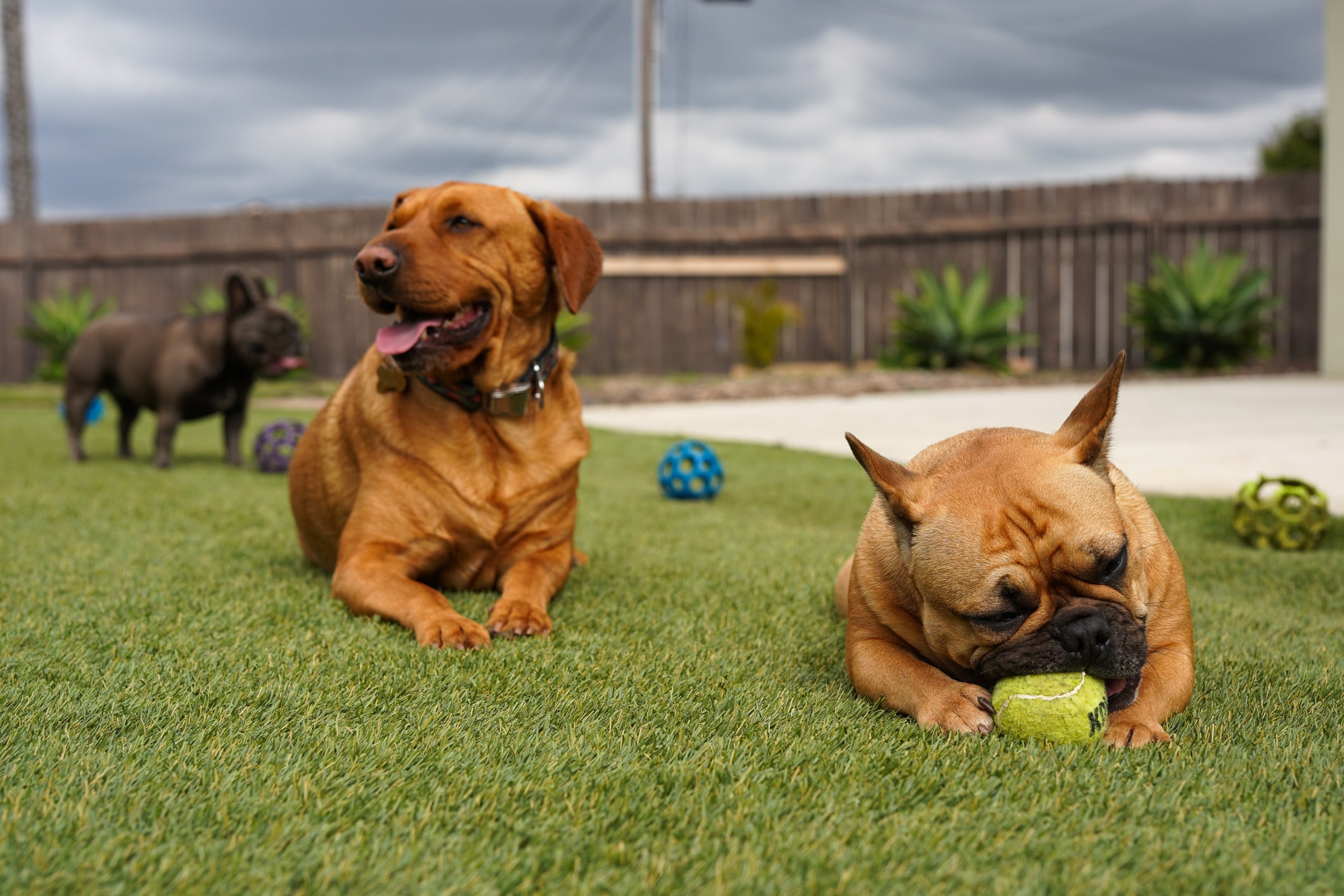 What Makes Pet Turf a Healthier Option for Dogs than Natural Grass?